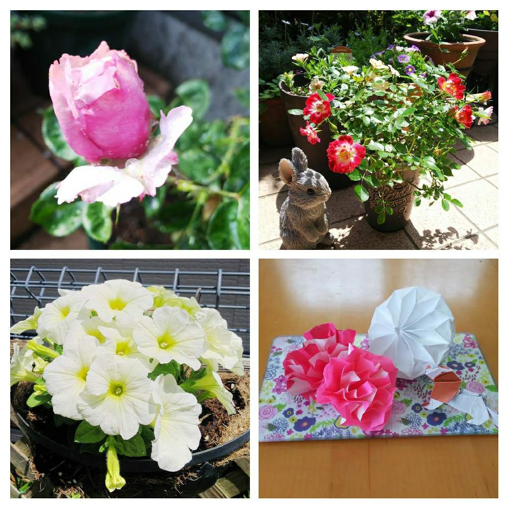 小さな庭の画像 by クッキーさん | 小さな庭と折り紙と息子から母の日プレゼントと薔薇エターナルとポンポン咲くペチュニアホワイトとミニバラ リトルアーチストと小さなお庭と可愛いね♡