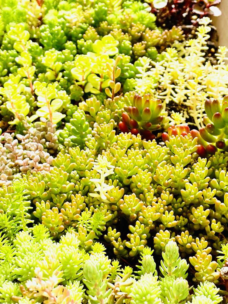 の画像 by むねちかさん | コーラルカーペットと多肉植物とセダム属と多肉生活と多肉好き