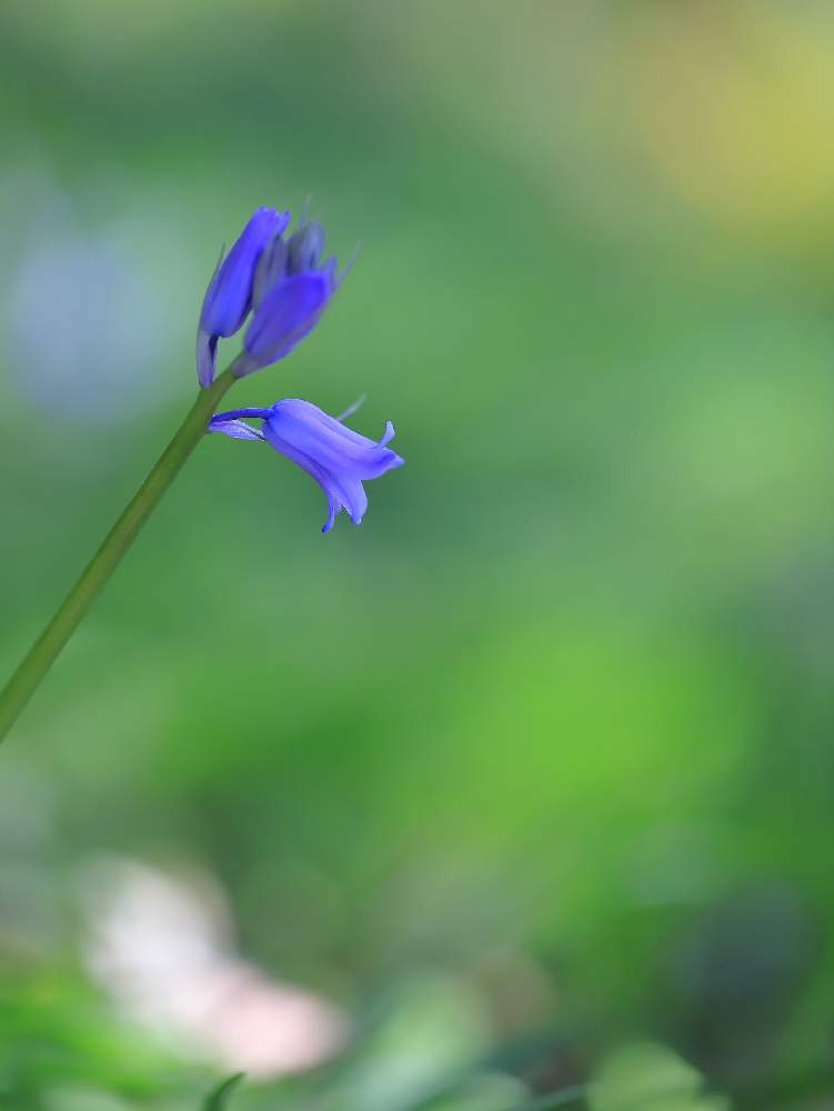 の画像 by takosyaさん | イングリッシュブルーベルとファインダー越しの私の世界とローアングルとcanonとCanon EOS 6D Mark Ⅱと俣野別邸庭園とCanon EF100mm F2.8Lマクロ IS USMとI♡Kanagawaと一眼レフと紫色大好きとカメラ好き☆