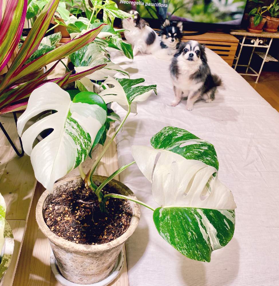 部屋の画像 by YOKOさん | 部屋と斑入りモンステラとMONSTERA DELICIOSA VAR BORSIGIANA WHITE VARIEGATEDとてんくんとふうまくんとりょうくんとモンステラ属と春のリビングフラワーフォトコンと斑入り好き♡とcute♡とアロイドと 斑入りモンステラとモンステラ ボルシギアナ ヴァリエガータとサトイモ 科とモンステラ好きっ♡とモンステラらぶ♡と葉っぱlove♥とLED栽培と可愛い♡とハーフムーン