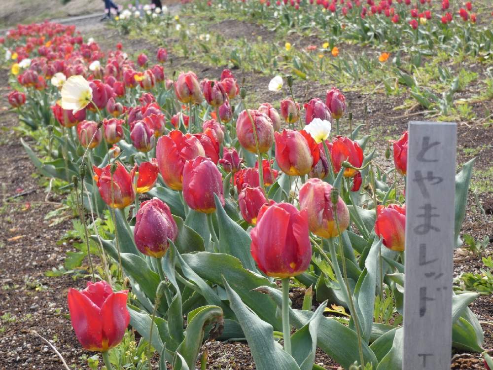お出かけ先の画像 by Hirochan* flowersさん | お出かけ先とJuneの会と チューリップと花びらの美しさと真っ赤な火曜日と太陽の光を浴びてとふんわり優しい色とお花好きの人と繋がりたいとか〜わい〜
