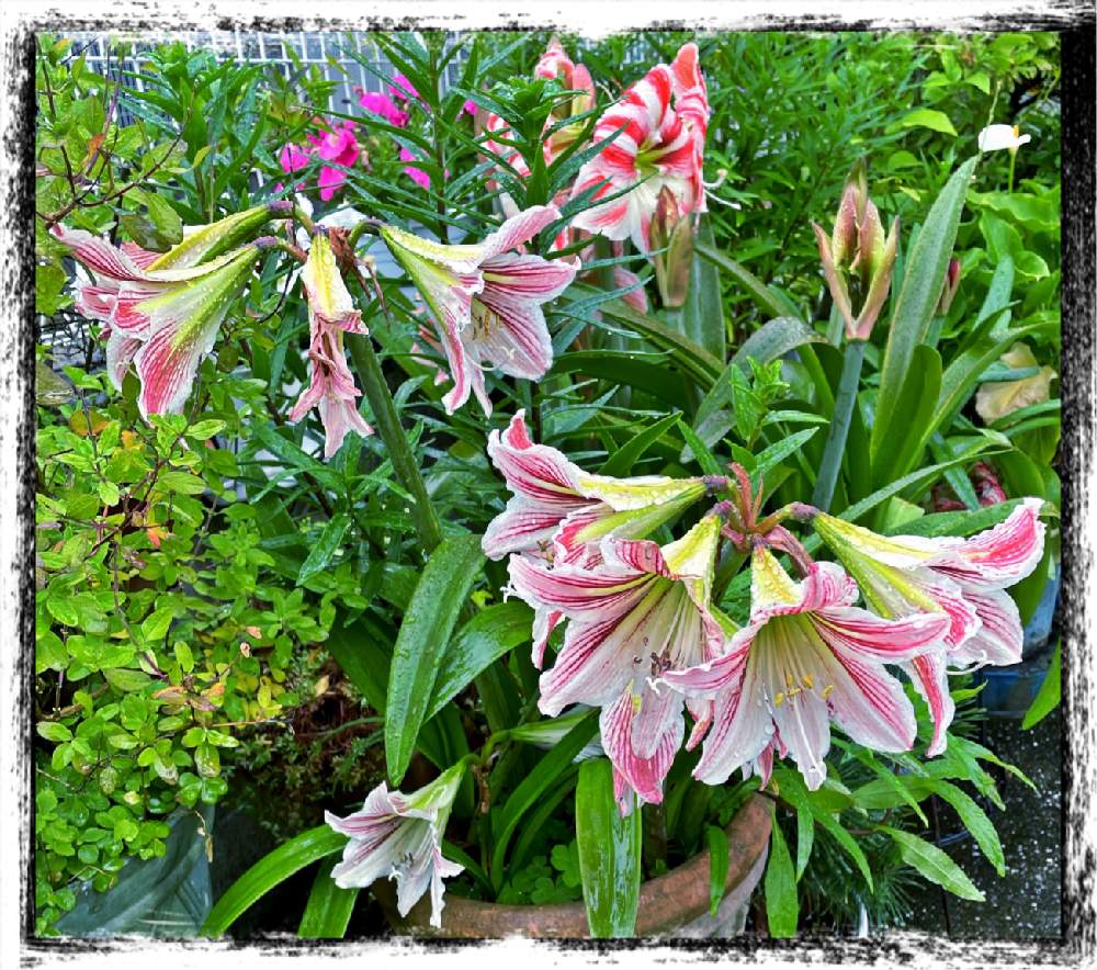 お出かけ先の画像 by Kazyanさん | お出かけ先とカラーとミニ 薔薇とアマリリス②とアマリリス①とアマリリス♡とAmaryllisと宮崎市清武町とアマリリス:Amaryllis 和堂とアマリリス シリーズ和堂とアマリリス シリーズ和堂