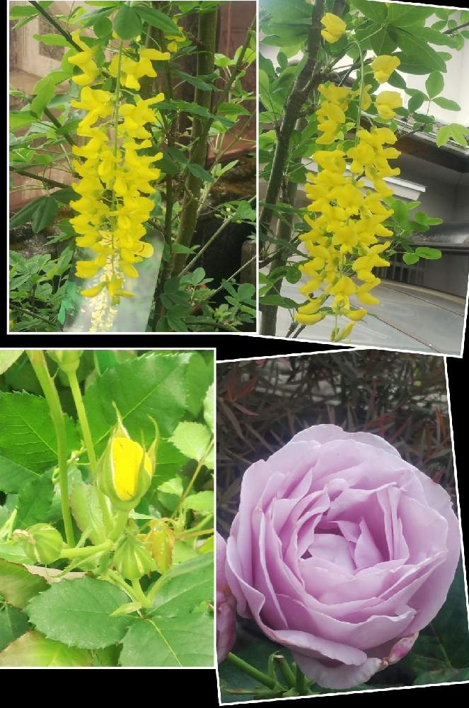 小さな庭の画像 by メリーさん | 小さな庭としのぶれど 薔薇とキングサリの花と鉢植えとゴールドバニー挿し木と小さい花壇と花のある暮らしと狭い花壇と地植え