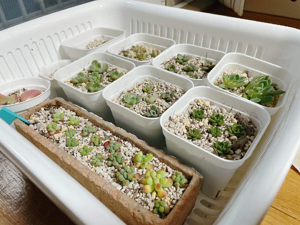 部屋の画像 by ギブソンさん | 部屋と乙女心☆と多肉植物とボタニカルとボタニカルライフとおうち時間と神奈川タニラーとGS映えとGS日和とおうち園芸と植中毒とギブソン多肉日記と多肉女子とタニラーと横浜❣️多肉大好き❣️と花のある暮らしとジャンクガーデンとかわいいな♡とタニク初心者とGS植物うちなーぐち会