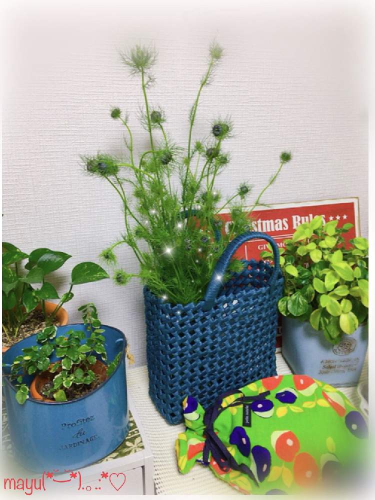部屋の画像 by mayuさん | 部屋と花のある暮らしと春♡とニゲラ☘️とお花❁˚