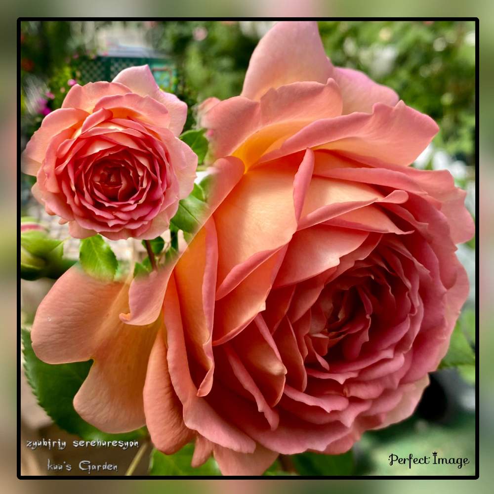 小さな庭の画像 by kuuさん | 小さな庭と薔薇を楽しむ♡といいかおり(╹◡╹)とかわいい♡と薔薇に魅せられてと手作りの庭と華やかと癒しの時間♡♡と豪華✨と鉢植えと花のある暮らしとERと薔薇大好き