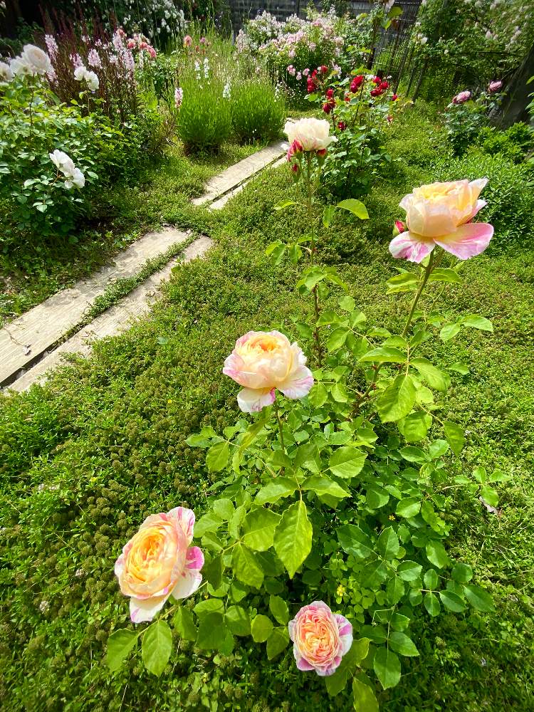 の画像 by あっこさんさん | バラ・クロードモネとばら バラ 薔薇と薔薇に魅せられてと古住居とナチュラルガーデンとワイルドガーデンと開花までワクワク(^O^☆♪と自慢のバラ_2021