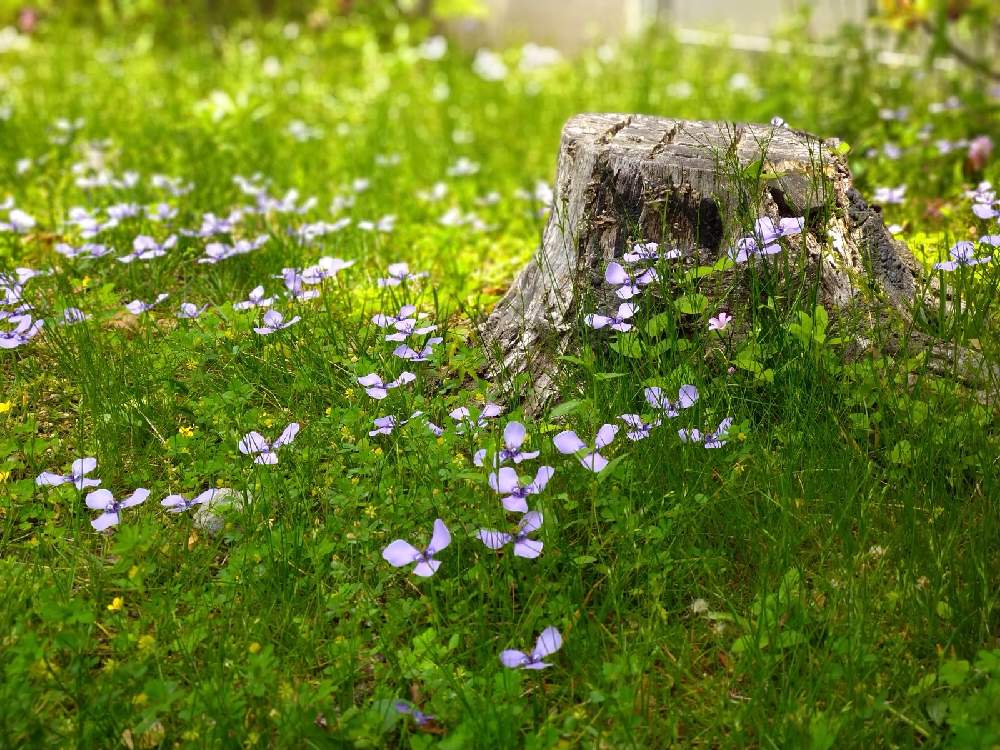 お出かけ先の画像 by ニルスさん | お出かけ先とチリアヤメと草の草と森のがっこうヒストリーと森の子どもの日とおうち園芸と森のがっこうと森の負けないぞ❗️と花のある暮らし