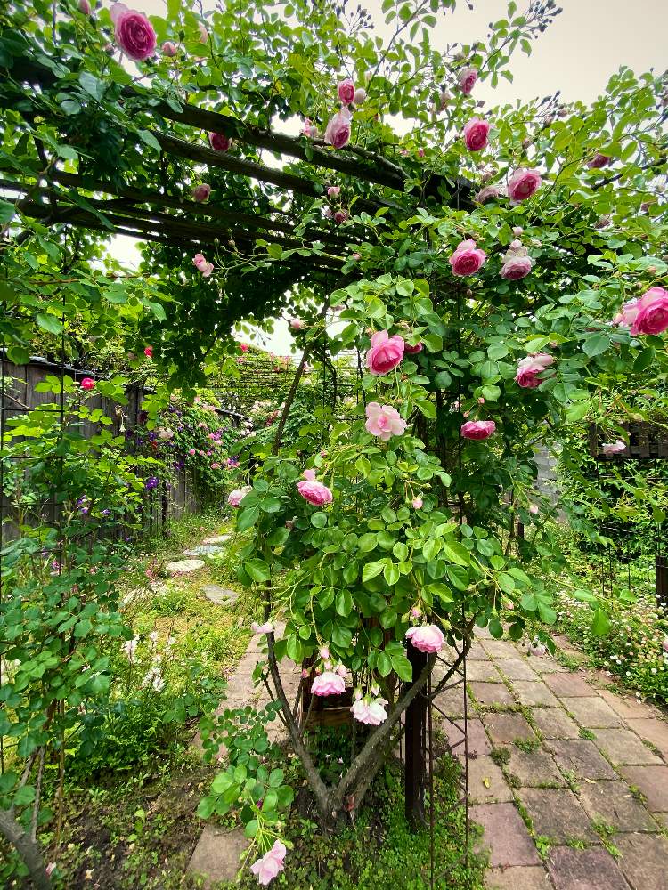 の画像 by あっこさんさん | ばら バラ 薔薇と薔薇に魅せられてと古住居とナチュラルガーデンと古住居の南ガーデンと薔薇ジャスミーナと開花までワクワク(^O^☆♪と自慢のバラ_2021と薔薇のアーチと古住居暮らし