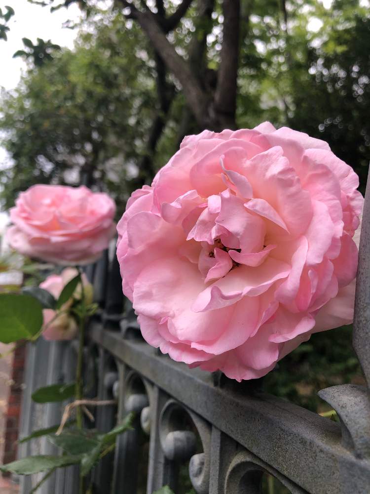 の画像 by ga-さん | 薔薇と元気になって!と医療関係者に感謝とGreenが好きと私応援してますから〜(o^^o)とピンク大好きと❤️ありがとうございます❤️と花のある暮らしと観察してまーすと被災地にエールを…。