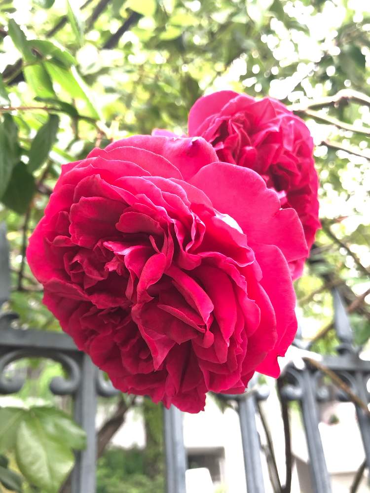 の画像 by ga-さん | 薔薇と赤系boomと元気になって!とコロナウイルスの終息を願う!と医療関係者に感謝とGreenが好きと私応援してますから〜(o^^o)と❤️ありがとうございます❤️と花のある暮らしと観察してまーすと被災地にエールを…。