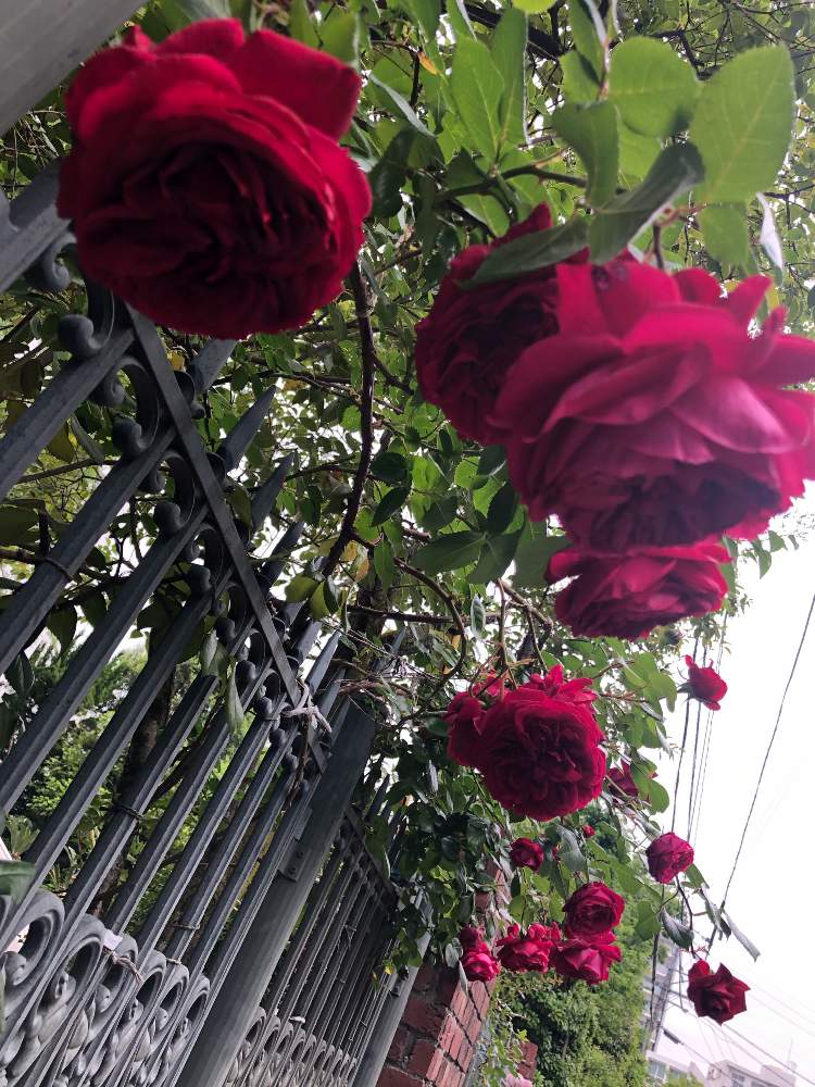 の画像 by ga-さん | 薔薇と赤系boomと元気になって!とコロナウイルスの終息を願う!と医療関係者に感謝とGreenが好きと私応援してますから〜(o^^o)と❤️ありがとうございます❤️と花のある暮らしと観察してまーすと被災地にエールを…。