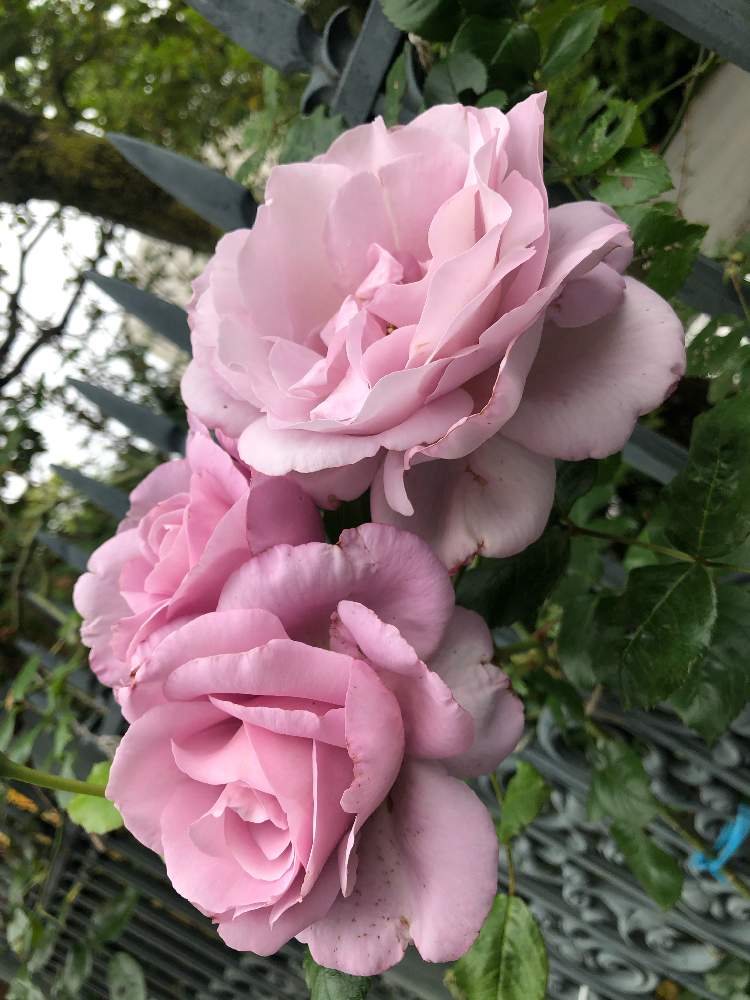 の画像 by ga-さん | 薔薇と元気になって!とコロナウイルスの終息を願う!と医療関係者に感謝とGreenが好きと私応援してますから〜(o^^o)とピンク大好きと❤️ありがとうございます❤️と花のある暮らしと被災地にエールを…。