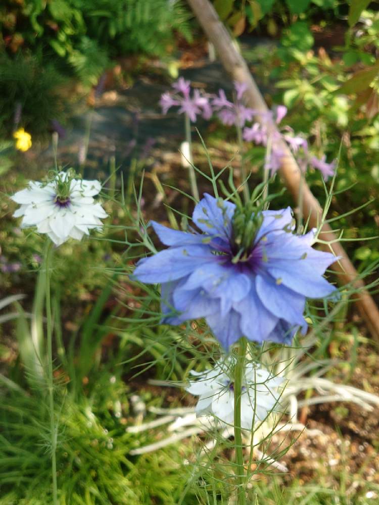 の画像 by だるまさん | ニゲラと癒されると花のある暮らしとありがとう♪としあわせ