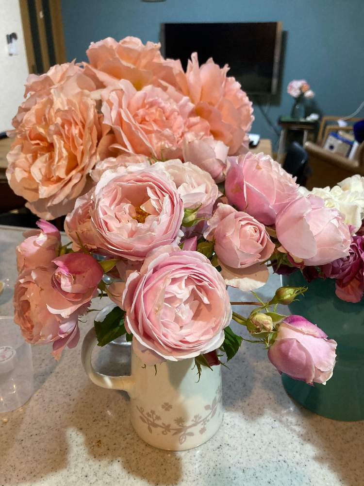 キッチンの画像 by roiさん | キッチンと2021GSで薔薇園と育てる楽しみと薔薇愛同盟とありがとう♡とすてき…♡と可愛い〜♡と一番花とげんきもらえますとHow many いい顔と癒し…♡と花のある暮らしと色がキレイ