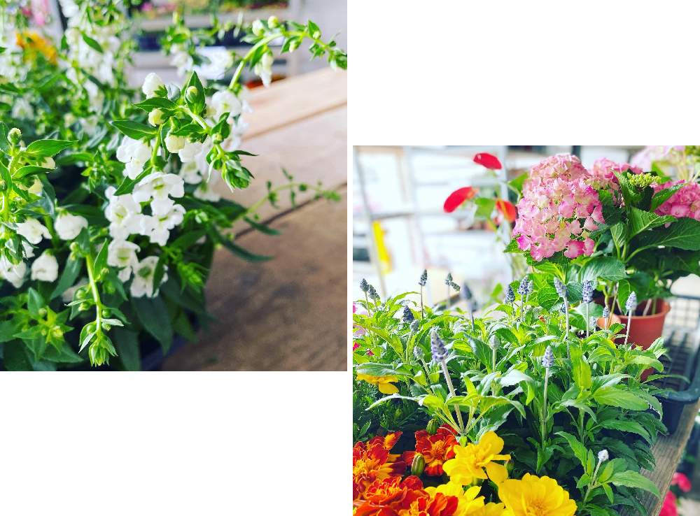 の画像 by メルシーフラワーさん | アンゲロニアと花のある空間とスーパーマーケットの花とスーパーの花屋さんと癒しとお花女子と花を飾るとスーパーの切花とハナカジとメルシーフラワーと花のある暮らしとこころを花にかえてとお花男子と花束