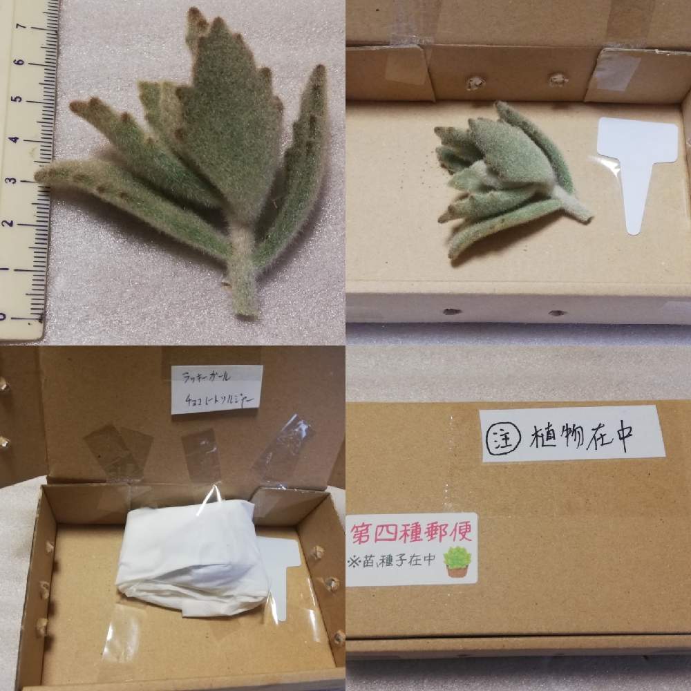 の画像 by アンソニーさん | 多肉植物と多肉男子とウサ耳祭りと白兎耳。と月兎耳ちゃんとステファン苗♡と センペルビウムとパンダラビット!とおうち園芸と多肉女子と チョコレートソルジャーと福兎耳♪とカランコエ属と花のある暮らしと ゴールデンラビットと月兎耳☘️と 月兎耳