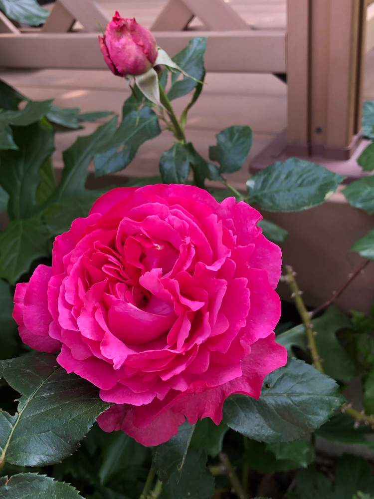 広い庭の画像 by YクリスマスローズYさん | 広い庭と薔薇とバラ イヴピアッチェとばら バラ 薔薇とチーム愛知