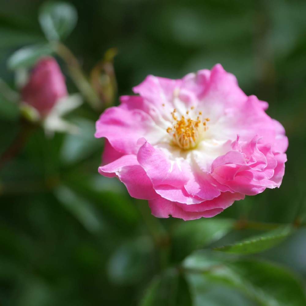 小さな庭の画像 by 由美子さん | 小さな庭とバラとつる薔薇 春霞と自慢のバラ_2021とゆみさんのバラ遊びと水曜ローズショーとゆみさんちの庭あそびとLUMIX gf7とF3.5とおうち園芸とミラーレス一眼と由美子・春霞とパナライカ45mmと水曜水分