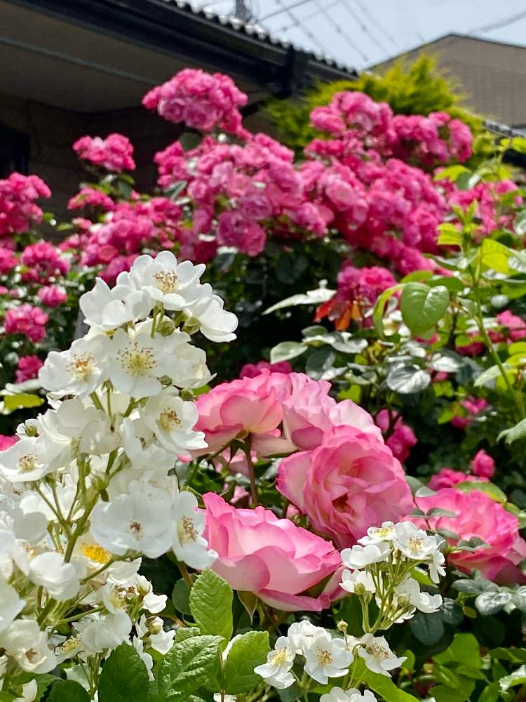 小さな庭の画像 by Be happy !さん | 小さな庭とノイバラ♡とbe happy❤️とばら バラ 薔薇と可愛い❤と薔薇 ストロベリーアイスと可愛いピンクと素敵な色合いとだいすき♥️と庭に華やぐと春の景色と幸せを感じると癒し…♡と心がほっこりとバラ・ミニバラと大好きなバラの香り❤️と春を楽しむとアンジェラ バラ