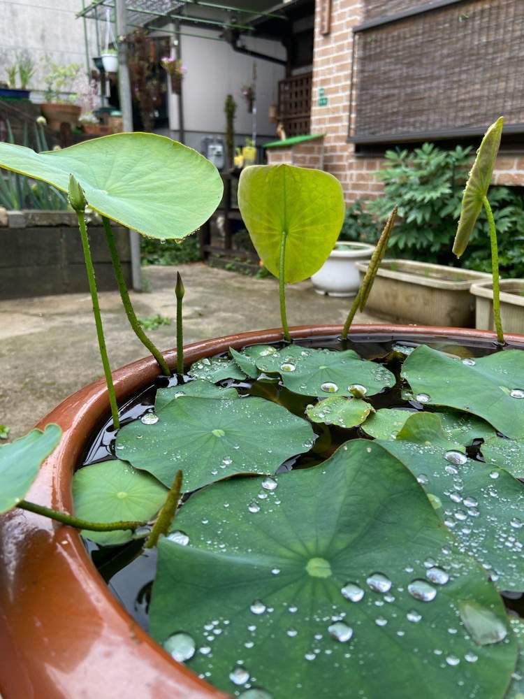 小さな庭の画像 by 白雀さん | 小さな庭と懐かしい風景と和の坪庭と和の庭と植え替えと庭のリホームと古強者植物と茶碗蓮栽培とプレゼントクイズ