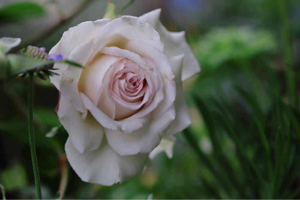 小さな庭の画像 by tokitokiさん | 小さな庭とミラディドゥウィンターとバラ・ミニバラとばら バラ 薔薇と自慢のバラ_2021
