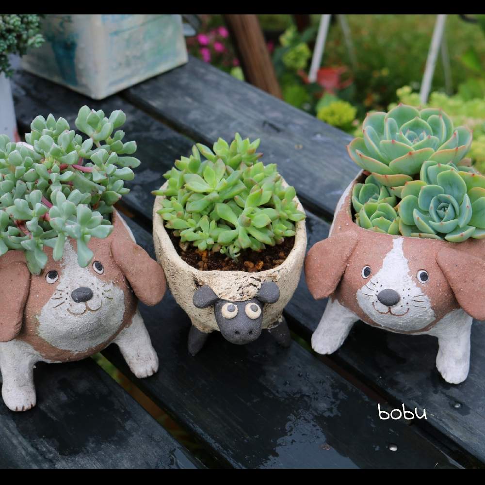 小さな庭の画像 by ボブさん | 小さな庭と感謝 感謝 ❤と植物のある暮らしとうれしいな♪とありがとうと花のある暮らしとかわいいと癒される❣️