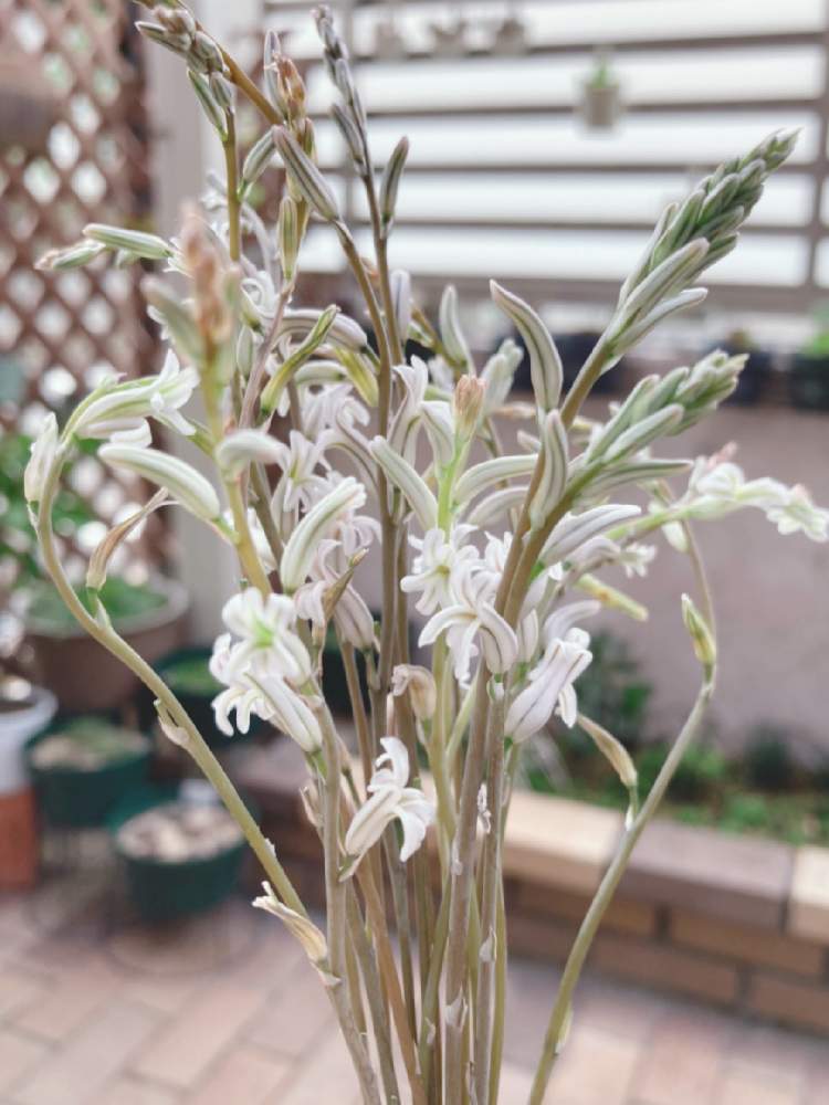 小さな庭の画像 by りなさん | 小さな庭とハオルチアとハオルチアの花と多肉中毒と多肉植物とハオルチアの花♡とハオルチア属と多肉大好きともりもり多肉と癒しと多肉ちゃんとおうち園芸とハオルシア属 と多肉女子とハオルチア(ハオルシア)女子と大好き!ハオルチア