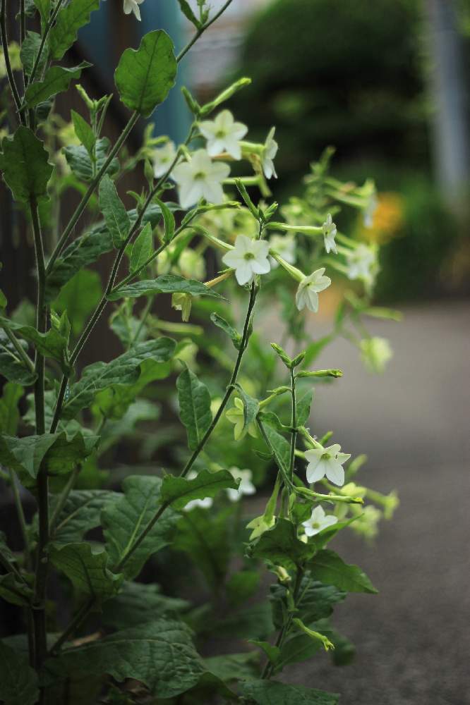 の画像 by ポコミミさん | ニコチアナと春のお花と野草と山野草と道端の草花と里山歩きと里山