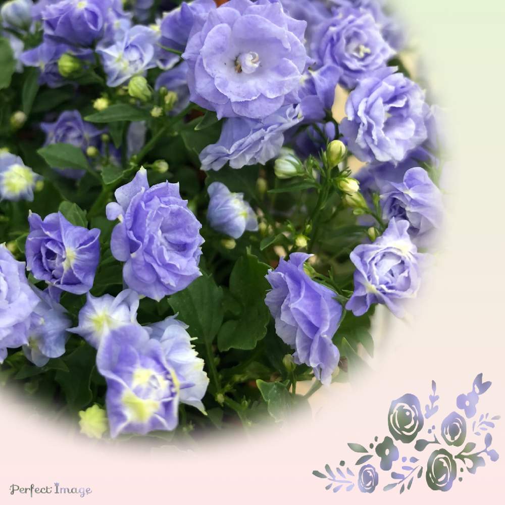 の画像 by りいさん | カンパヌラと控えめなお花と楽しみっ♡とありがとう♡とコロナに負けるな!と元気に育て!と花のある暮らしといやされると小さな花とかわいいな♡と花は癒やし♡とやっぱり花が好き♡