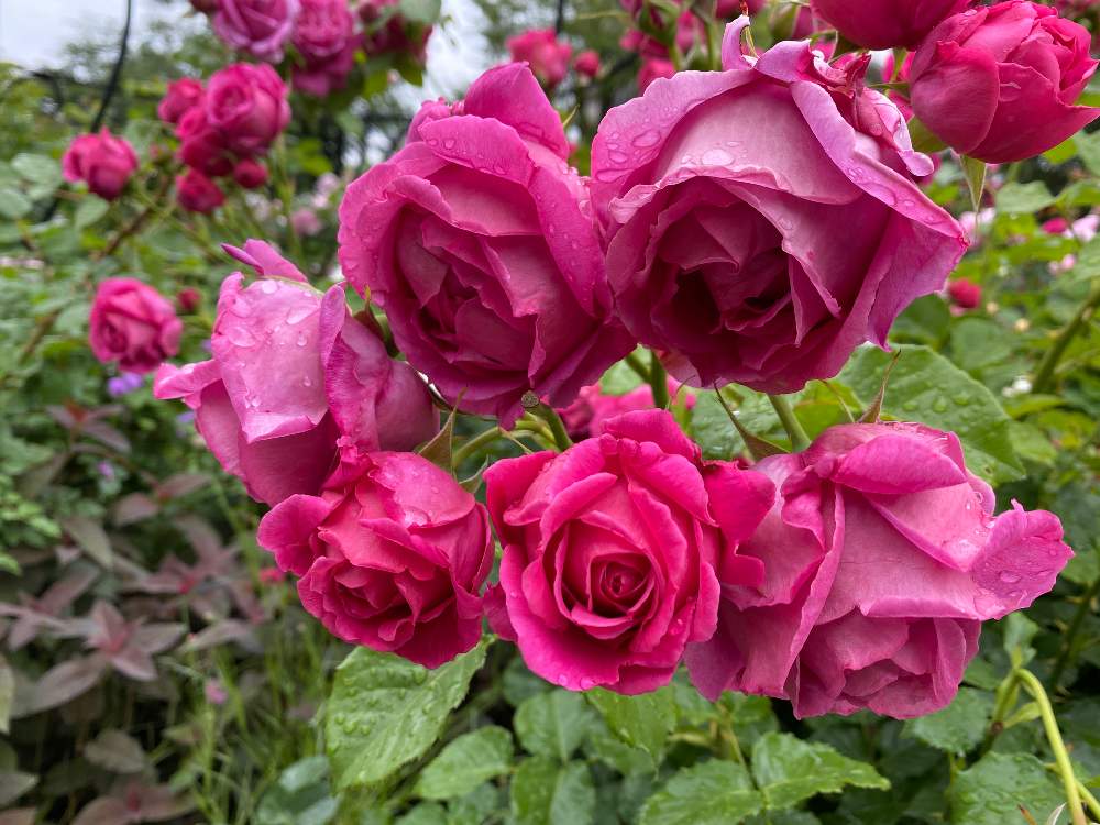 お出かけ先の画像 by wakoさん | お出かけ先とバラと薔薇とマイスタージンガー バラと自慢のバラ_2021と強香とばら バラ 薔薇と薔薇愛同盟と四季の香ローズガーデンとバラのある暮らしと香りの良いバラとアップルローゼスと花のある暮らしとバラ・ミニバラ