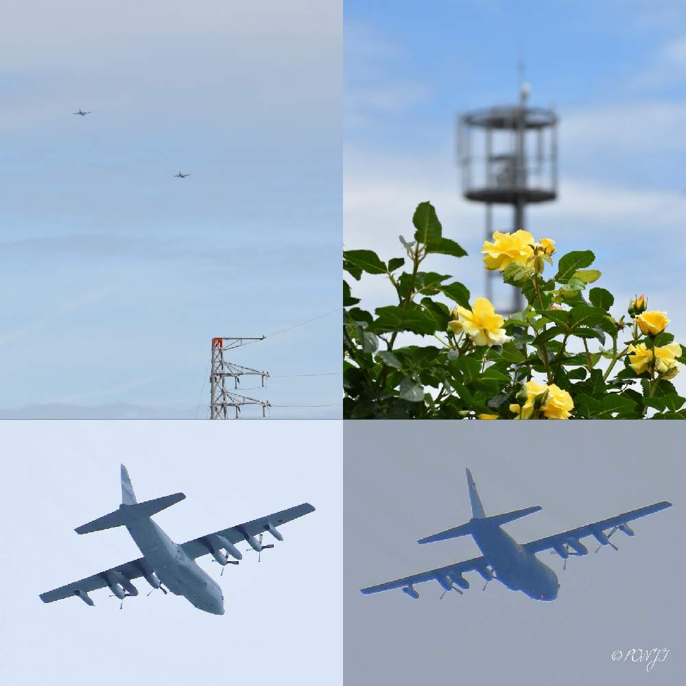 の画像 by PONJIさん | Myアルバムと㊗️ピカピカさん1000picと航空自衛隊機とばら バラ 薔薇と㊗️じゅんさん3300picとお気に入りと花は・花は・花は咲くと新型コロナウィルスに負けるなと岐阜・神戸町とウキウキわくわく♪とチーム岐阜と岐阜・大垣とがんばろう1.17と明日はきっと良い日になると㊗️hydrangea1112さん300picと花のある暮らしと被災地にエールを…。とGSアダルトチームとばら 薔薇 バラと航空自衛隊輸送機