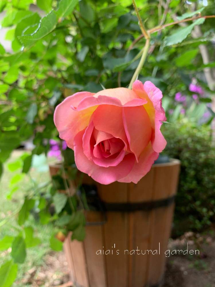 広い庭の画像 by aiaiさん | 広い庭と紫蘭♡と自慢のバラ_2021と薔薇の季節とおうち園芸と薔薇と共演していますとお庭の花たちと癒されます♥とジュビリー セレブレーションと花のある暮らしとiPhone撮影