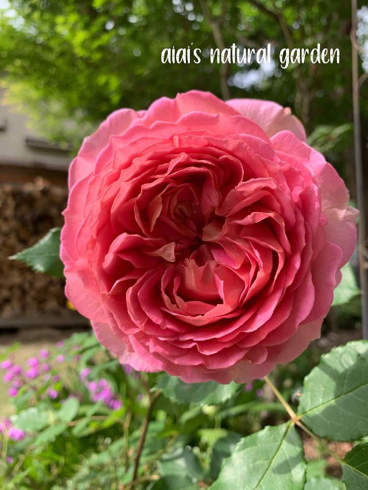 広い庭の画像 by aiaiさん | 広い庭と紫蘭♡と自慢のバラ_2021と薔薇の季節とおうち園芸と薔薇と共演していますとお庭の花たちと癒されます♥とジュビリー セレブレーションと花のある暮らしとiPhone撮影