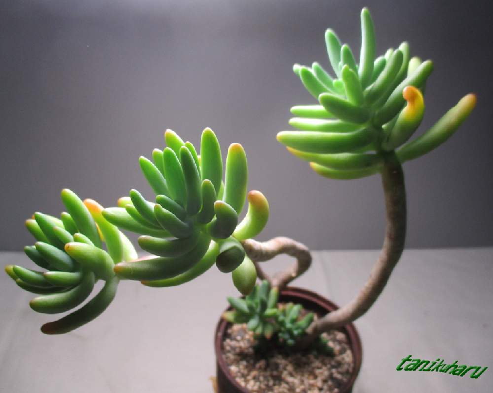 棚の画像 by tanikuharuさん | 棚とセダム属と多肉中毒と多肉植物と観葉植物と我が家の多肉と多肉大好きと多肉地植えと植中毒と今日の一枚と 八千代と多肉初心者