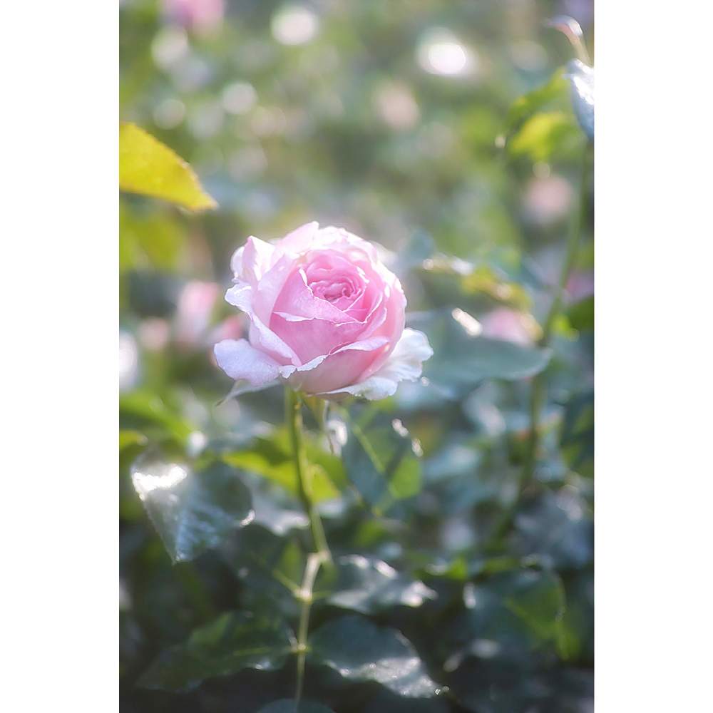 の画像 by nesoさん | バラ 春乃とnesoの薔薇と与野公園とローカルカメラマンかな?!(笑)とFoveonと金曜キラキラと金曜ローズショーと埼玉県さいたま市