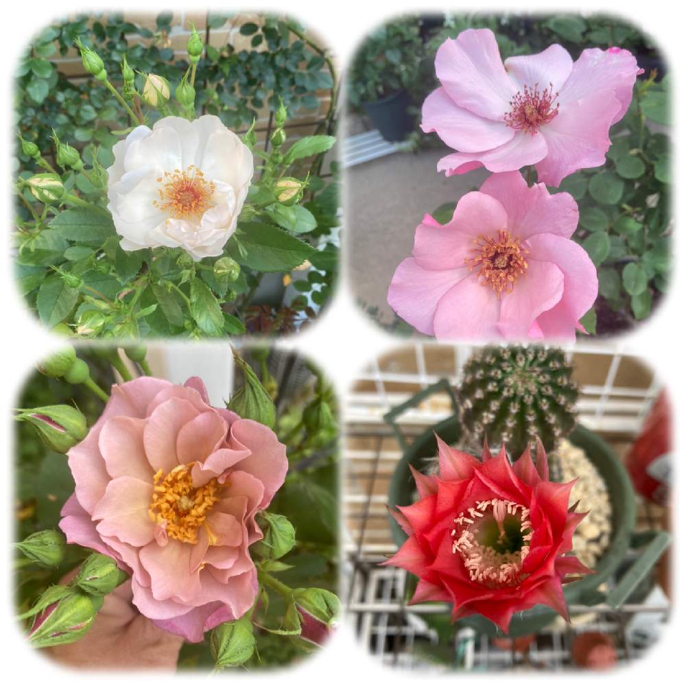 小さな庭の画像 by roiさん | 小さな庭と2021GSで薔薇園と薔薇愛同盟とすてき…♡と可愛い〜♡と一番花とげんきもらえますとHow many いい顔と癒し…♡と花のある暮らしと色がキレイ