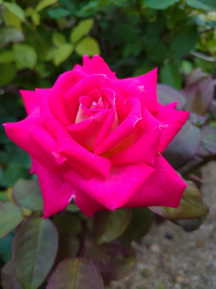 小さな庭の画像 by Keiさん | 小さな庭とコロラマとみどりのある暮らしと薔薇愛同盟とKei's Rose Garden 2021とクリスマスローズ愛同盟と花木とマイガーデンとGS映えときれいとおうち園芸とおきにいりとガーデニングと花のある暮らしとかわいいとおおきくなあれと咲いた!
