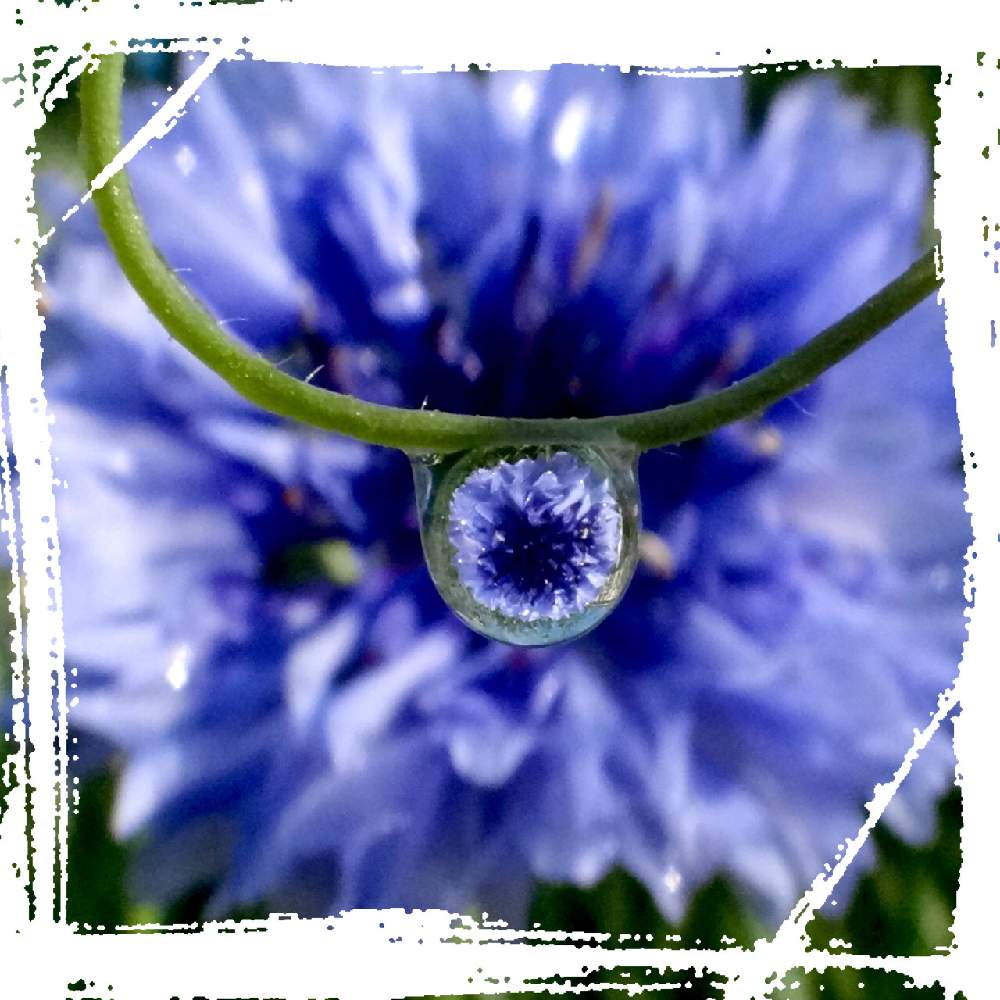 の画像 by shizukuさん | 花壇とマクロで青い花を写そう!2021と紫色の花と青い花とチーム・ブルー No.110とコロコロ✨としずくキラキラと青い花マニアとチーム・ブルーと青い花と雫2021とはじまりは種蒔きからとshizuku's shizuku