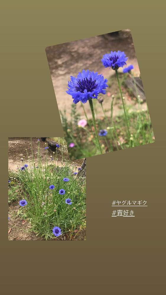 の画像 by ga-さん | ヤグルマギクと青系!my boom‼︎と元気になって!とコロナウイルスの終息を願う!と医療関係者に感謝とGreenが好きと私応援してますから〜(o^^o)と❤️ありがとうございます❤️と花のある暮らしと観察してまーすと被災地にエールを…。
