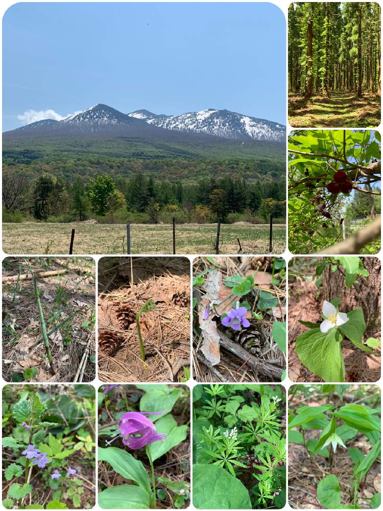 の画像 by ふみさん | 青森♡と山野草と癒しと山菜と青森と青森県❤︎.*と八甲田山