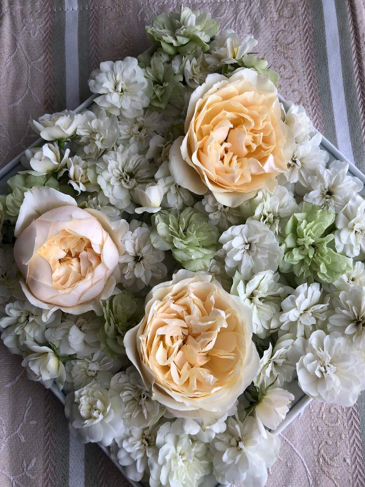 デスクの画像 by Rikasgardenさん | デスクとミニバラ・グリーンアイスとあかりと花のある空間と薔薇愛同盟と春の色とおうち園芸とミニアレンジとアレンジと今年のお気に入りとはなあそびと色遊びとミニバラ好きと花のある暮らしとばら 薔薇 バラとバラのアレンジメント
