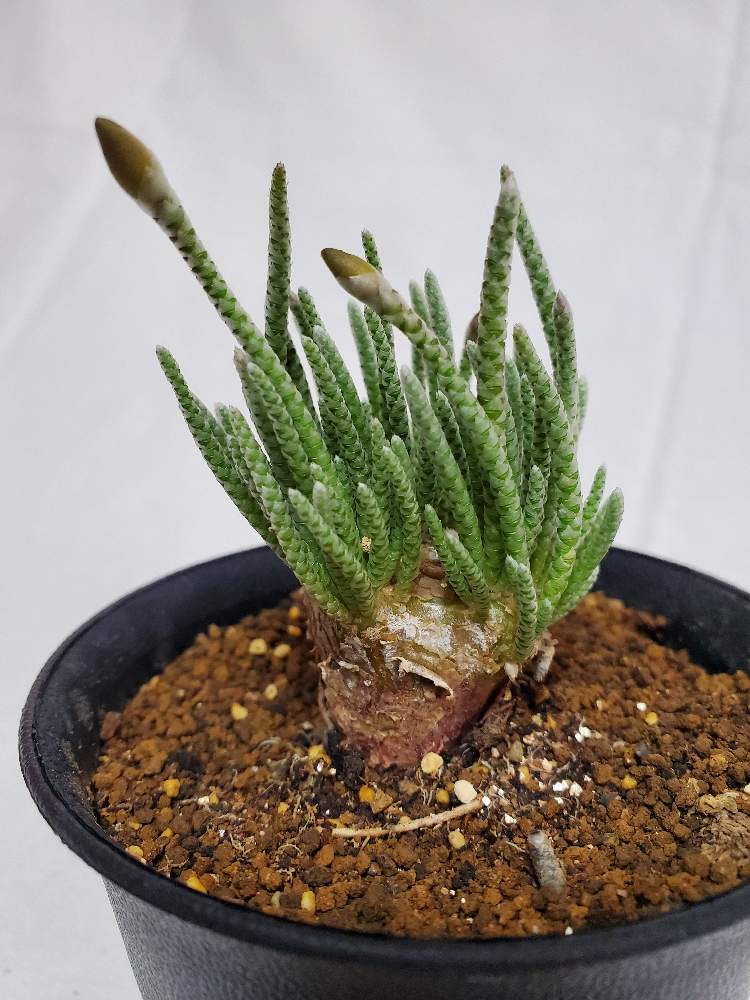 の画像 by ふらわーあんどぐりーんheh(花エリカ白楽店)さん | 多肉植物と観葉植物と楽天市場と黒鉢と赤花アルストニーとフォロー歓迎とネット販売と珍しいと観葉植物好きと多肉植物のある暮らしとコーデックスとアボニア属とコーデックスのある暮らしとピザールプランツと塊根植物と観葉植物のある暮らしと3号鉢と多肉植物好きといいね♥ありがとうございます✨