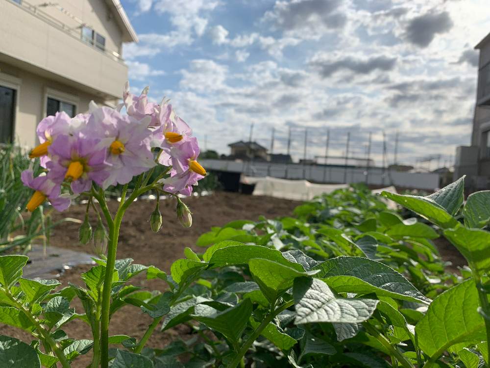 の画像 by セバスチャン農園さん | じゃがいもの花とはなびらと自然と家庭菜園と無農薬野菜と健康とひかり浴びてとふじみ野市と栄養と料理と花言葉と農業とダイエットと新鮮と食べ物と可愛いと小さな畑_2021と花のある暮らしとかわいいと自家製野菜とお散歩と家庭菜園奮闘日記