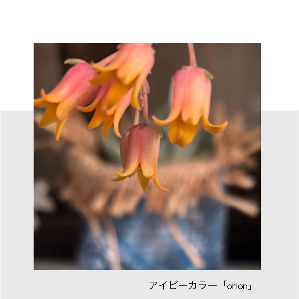 の画像 by けんさん | アルバビューティーと今日も笑顔で♡と出そう!幸せホルモンセロトニン♡と笑ってねと喜ぶ心♪大切。とやさしいきもちとおうち園芸とリズムが大事!と好きな曲とコラボ♪と素敵な一日を✨と笑え!