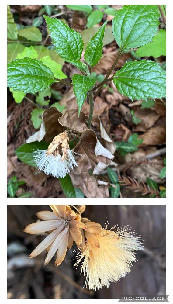 の画像 by garden eijiさん | カシワバハグマと山野草と山歩きと里山と里山歩き
