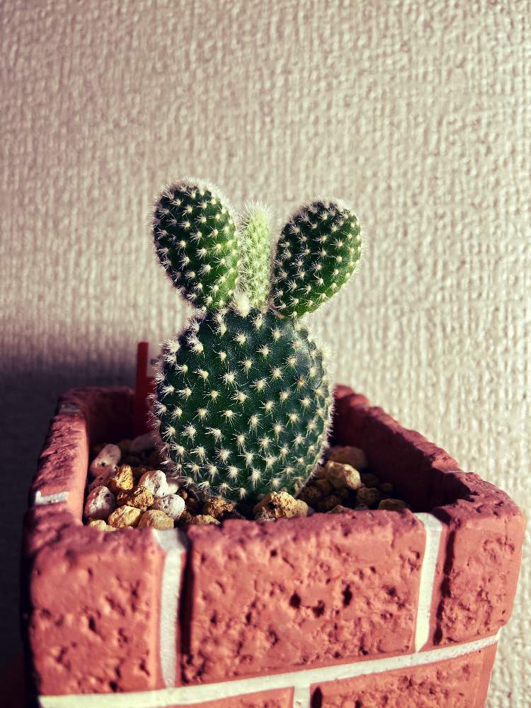部屋の画像 by takapon2001さん | 部屋とサボテン科とサボテン☆と100均観葉植物とウチワ