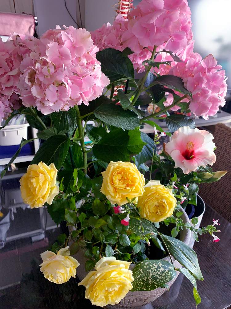 部屋の画像 by EMIさん | 部屋とピンク ぴんく Pinkと自慢のバラ_2021と紫陽花 アジサイ あじさいと ハイビスカスとチェリーセージ・ホットリップスと黄色の花と花のある暮らしとチェリーセージ・ハーブと薔薇♪とアドニス・ロングライフシリーズ