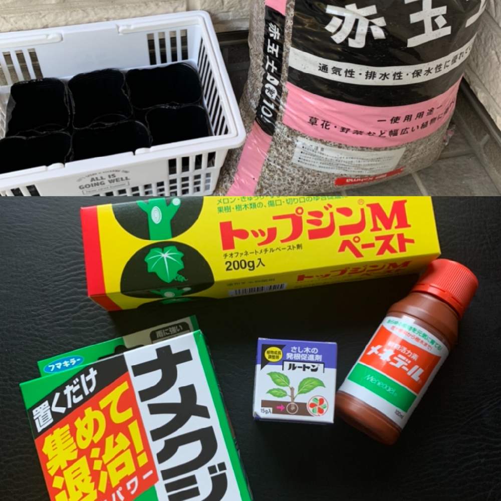 お出かけ先の画像 by keikoさん | お出かけ先と寄植初心者と丁寧な暮らしとお手入れと寄せ植えと初心者と白と緑とおうち園芸と庭の植物とお世話頑張ると緑のある暮らしと挿木と挿木にチャレンジと鉢植えとガーデニングと花のある暮らし