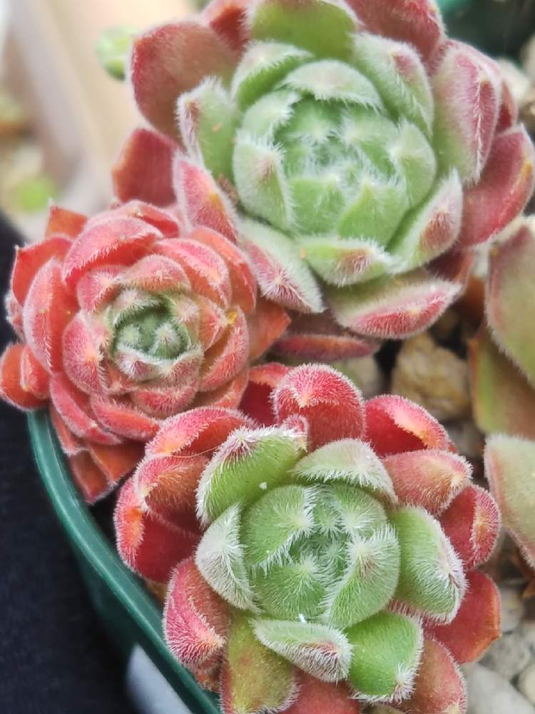 棚の画像 by はははさん | 棚と多肉屋敷と多肉植物と観葉植物とsempervivumとセンペルビヴム属とセンペルビウム☆とラ クレア ハイブリッドとセンペルビウム属とおうち園芸と紅葉多肉とル クレーズ ハイブリッドとル クレール ハイブリッドと多肉群生と群生派